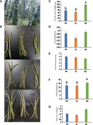 HPLC-based metabolomics of Dendrobium officinale revealing its antioxidant ability